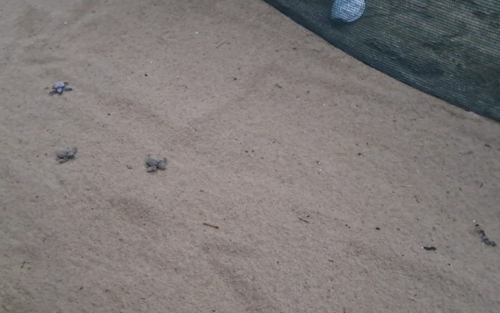 Caretta Caretta Alassio