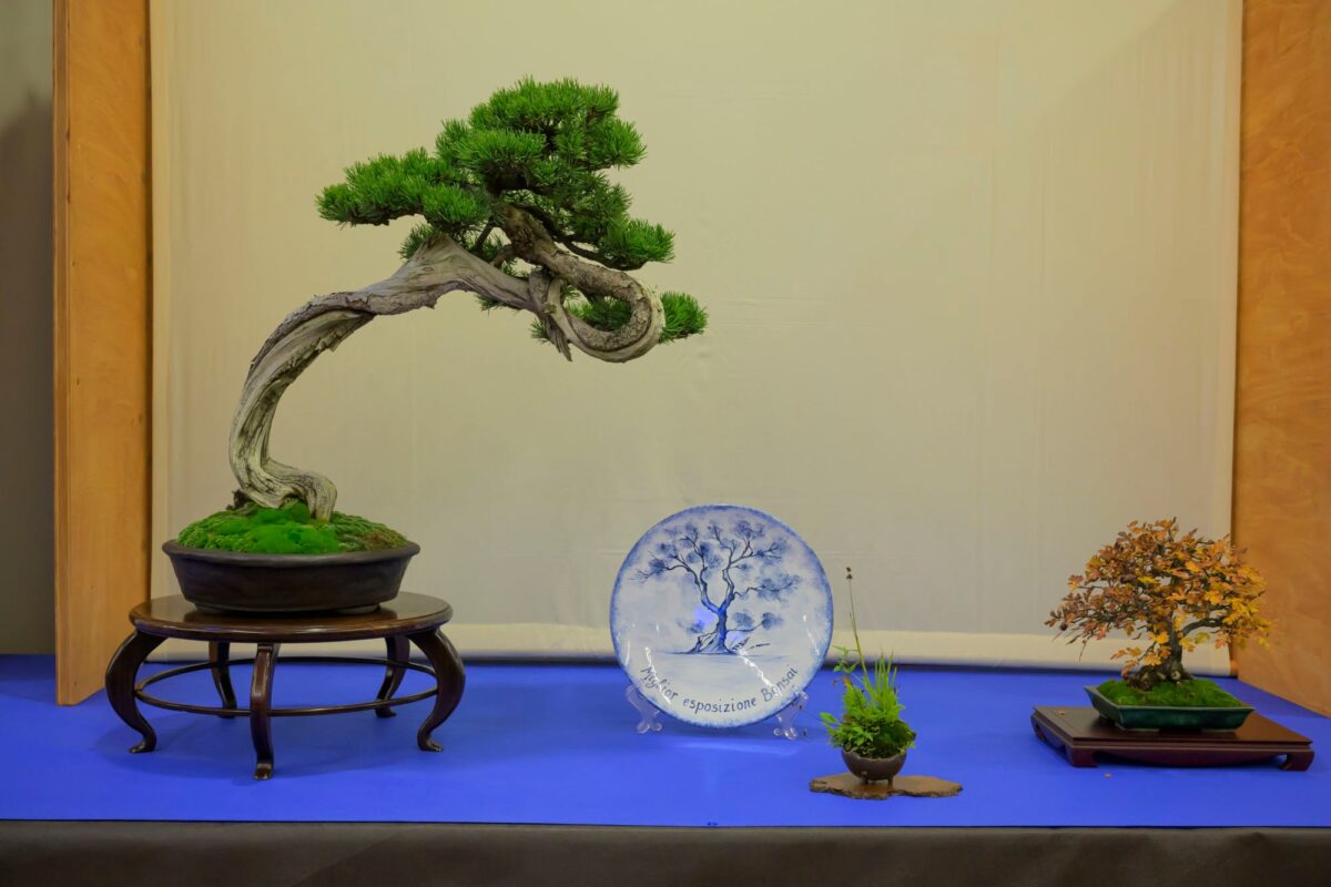 Migliore esposizione bonsai 2024