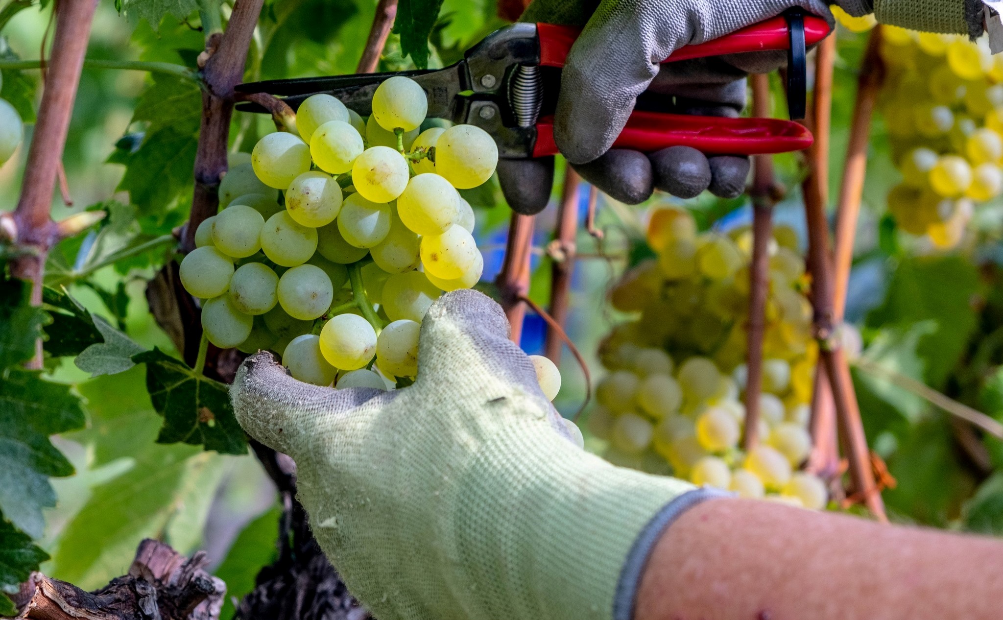 Vendemmia