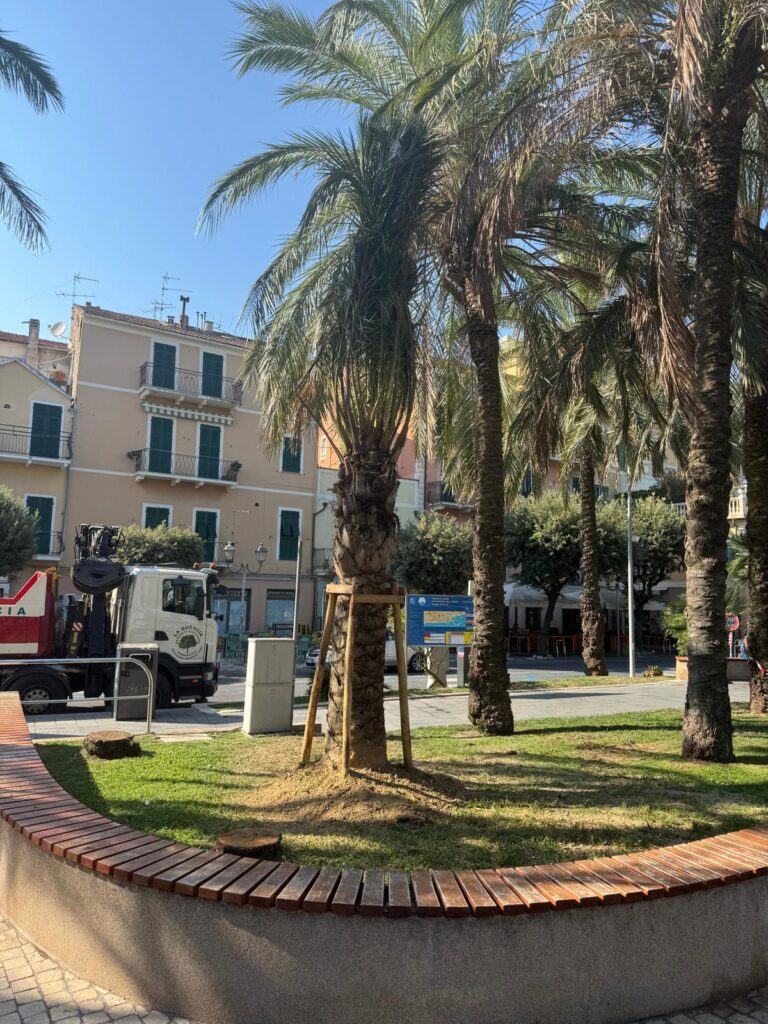 Palme Giardini Nassiriya 02