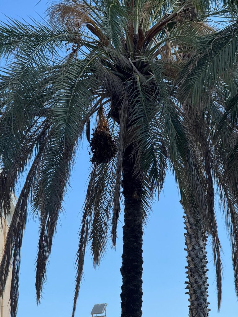 Palme Giardini Nassiriya 04