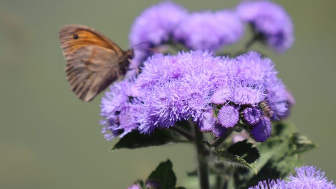 se c'è un fiore...