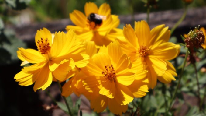 tutto il giallo dei fiori