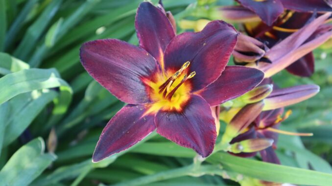 fiori di stelle