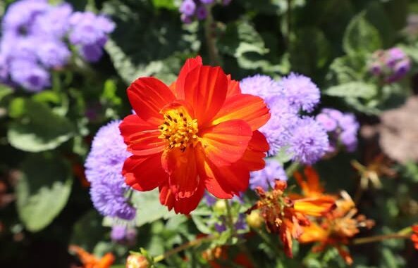fiori e foglie