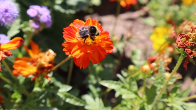 fiori