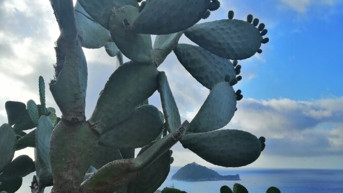 l'osservazione del cactus marino