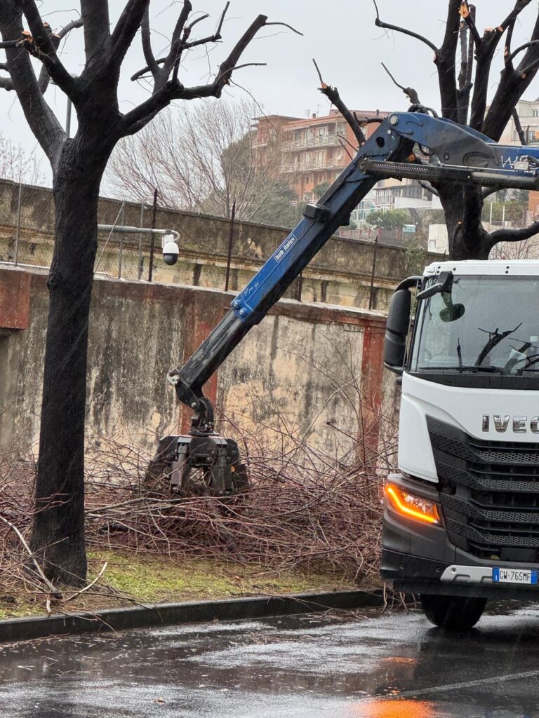 Lavori di potatura ad Albenga