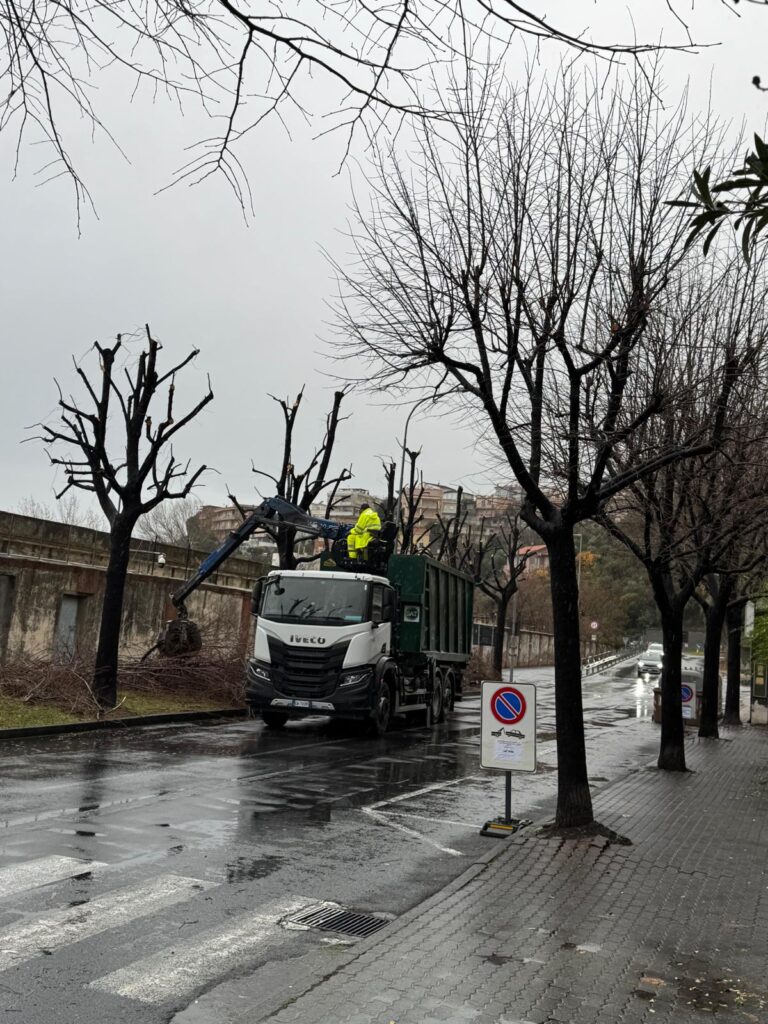 Lavori di potatura ad Albenga