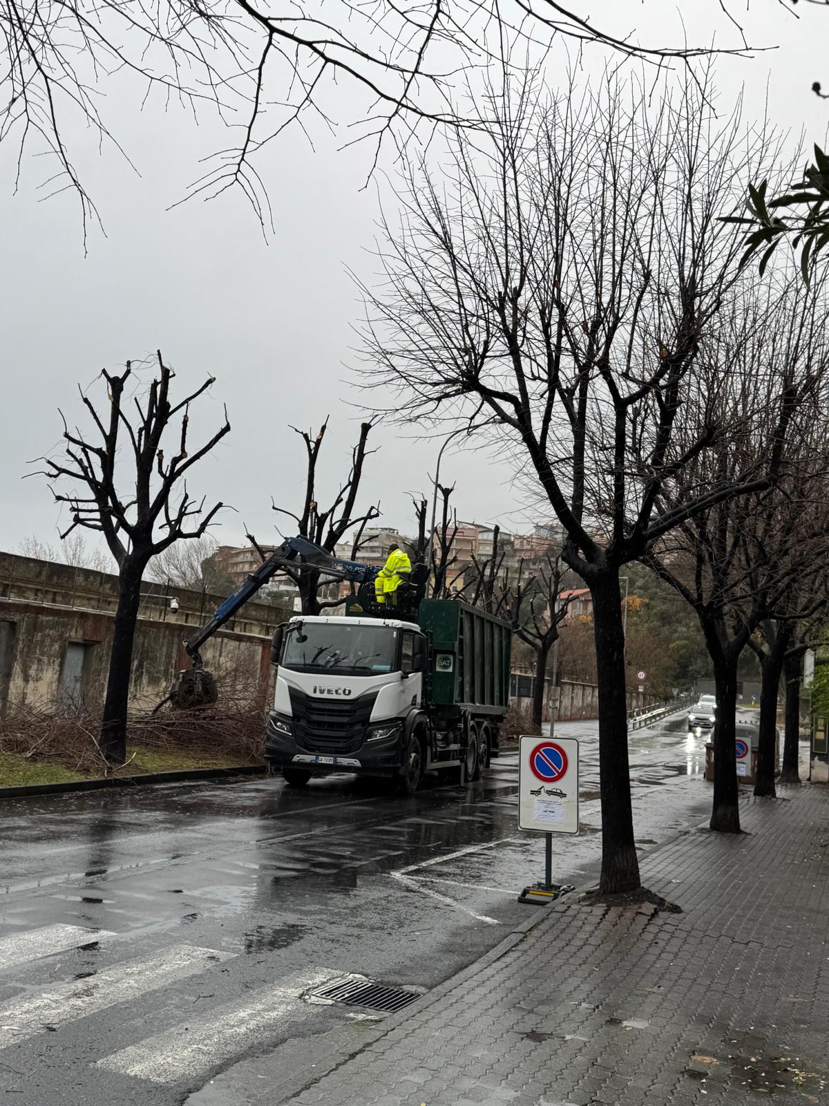 Lavori di potatura ad Albenga