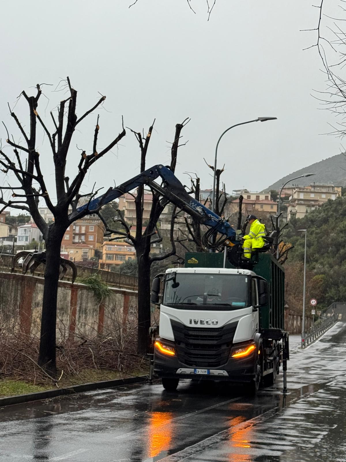 Lavori di potatura ad Albenga