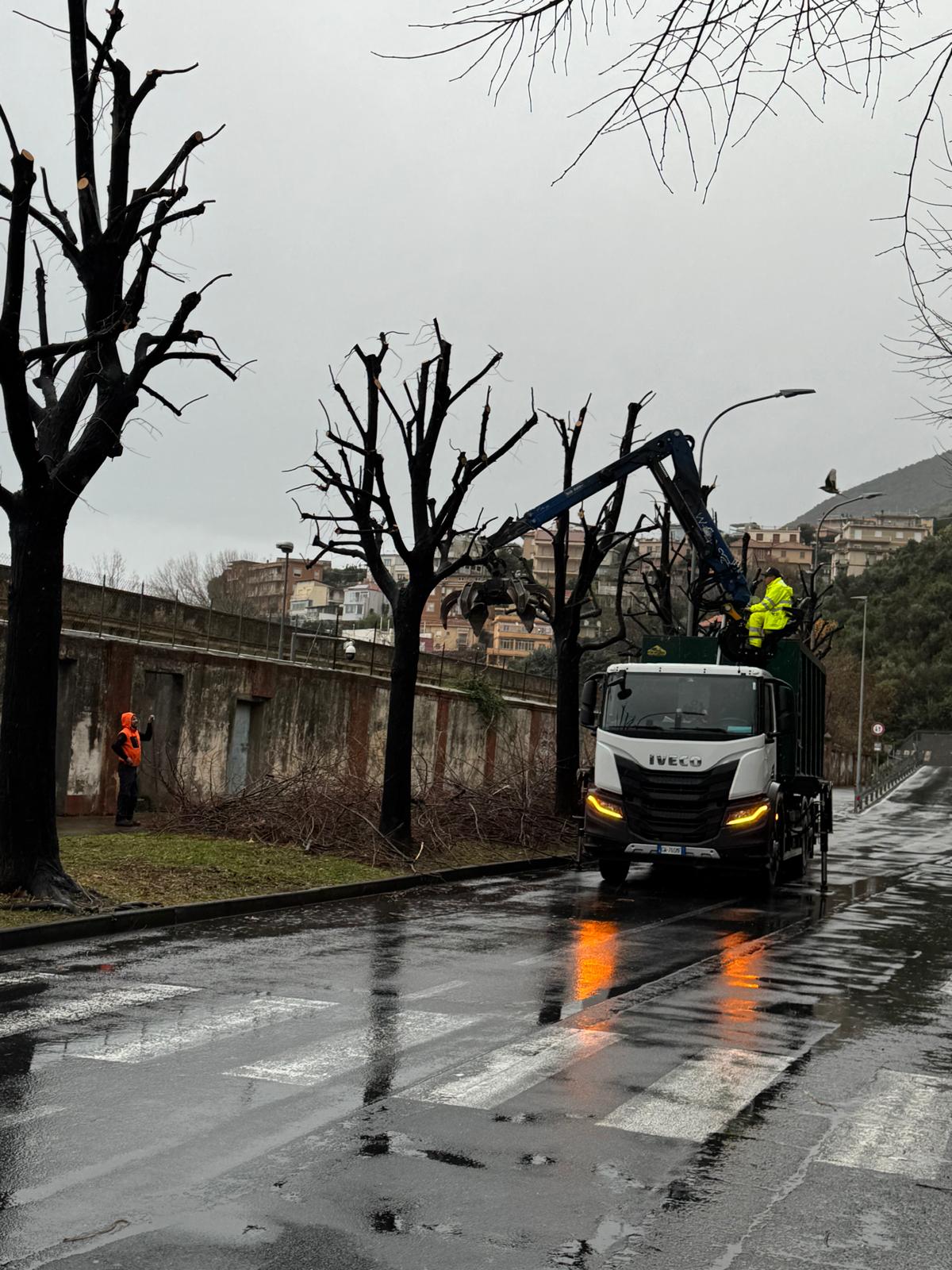 Lavori di potatura ad Albenga