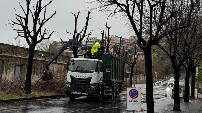 Lavori di potatura ad Albenga