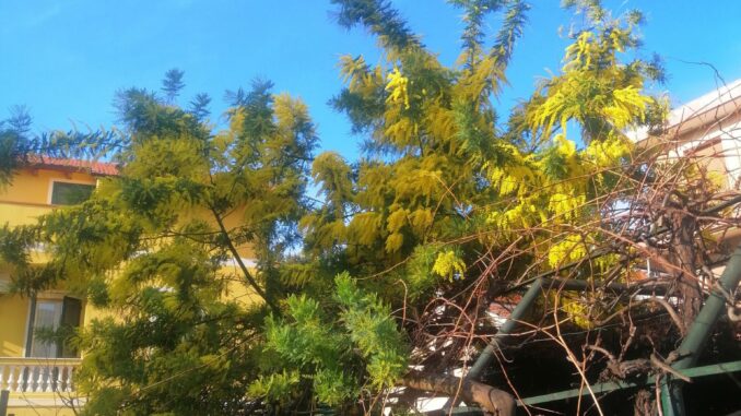 di mimosa fiorire