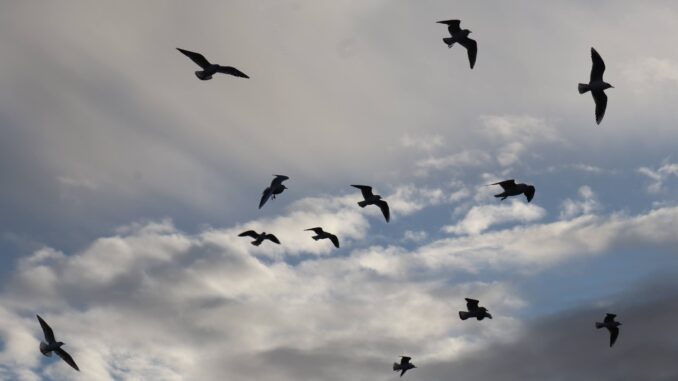 Prove di volo in formazioni sparse