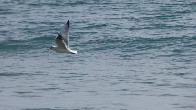 A volo di gabbiano