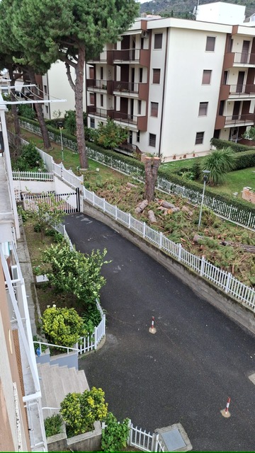 Albenga, pini abbattuti a Vadino 00