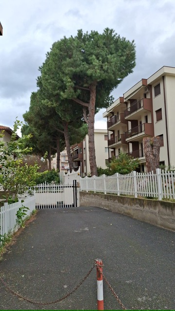Albenga, pini abbattuti a Vadino 00