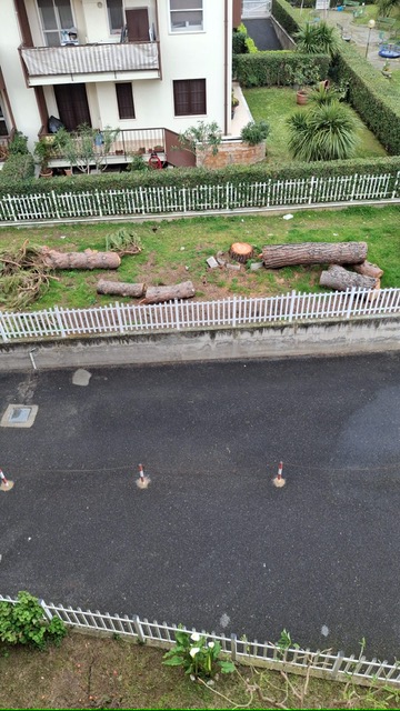 Albenga, pini abbattuti a Vadino 00
