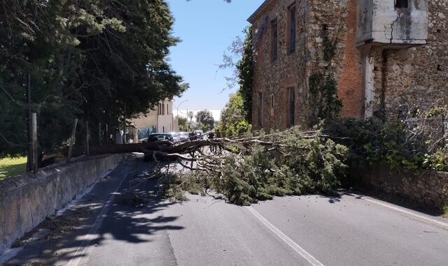 L'albero sulla stra di Loano