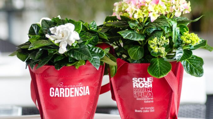 Due vasetti di gardenie e ortensie dell'iniziativa Aism