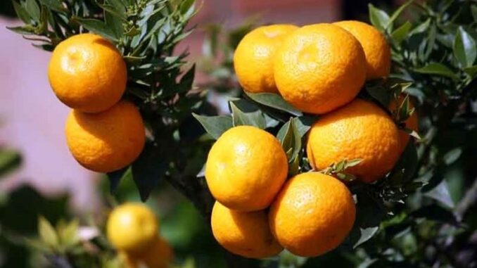 chinotto pianta frutto
