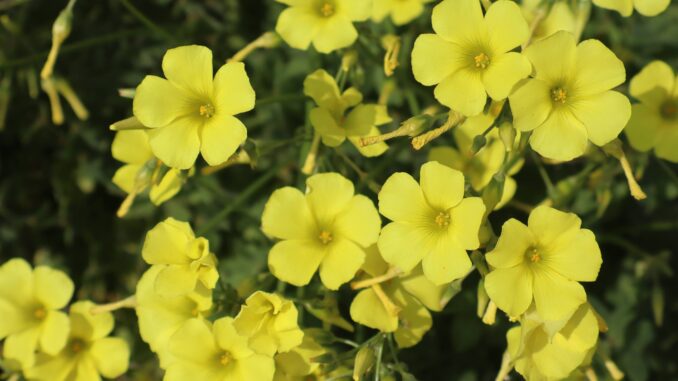 Fiori di giallo vestiti