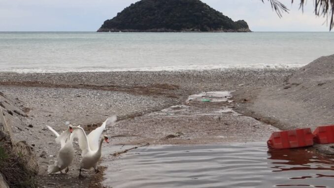 Cigni in perlustrazione