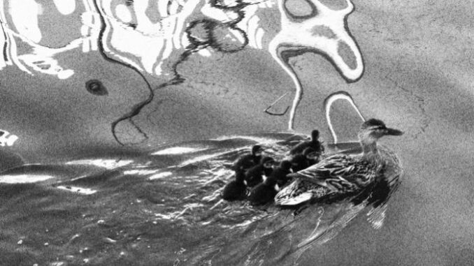 La navigazione delle ochette, foto in bianco e nero