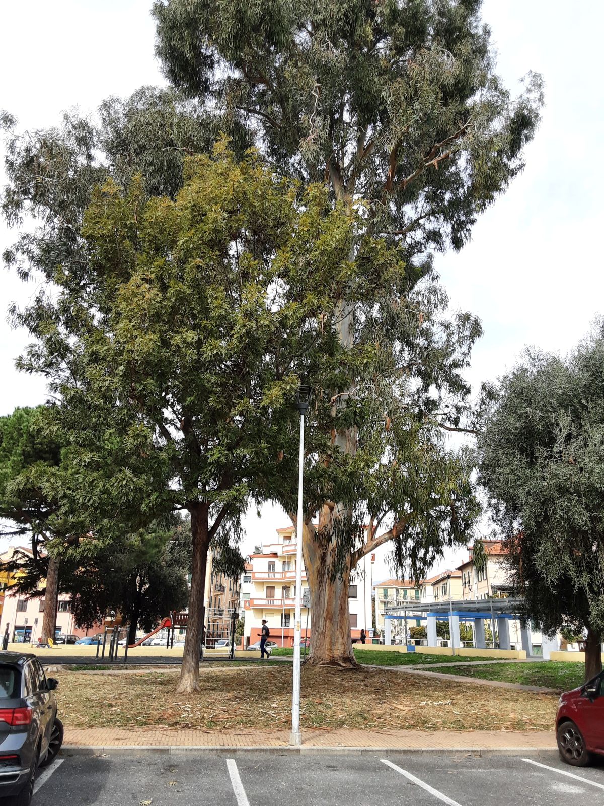 una vista del parco