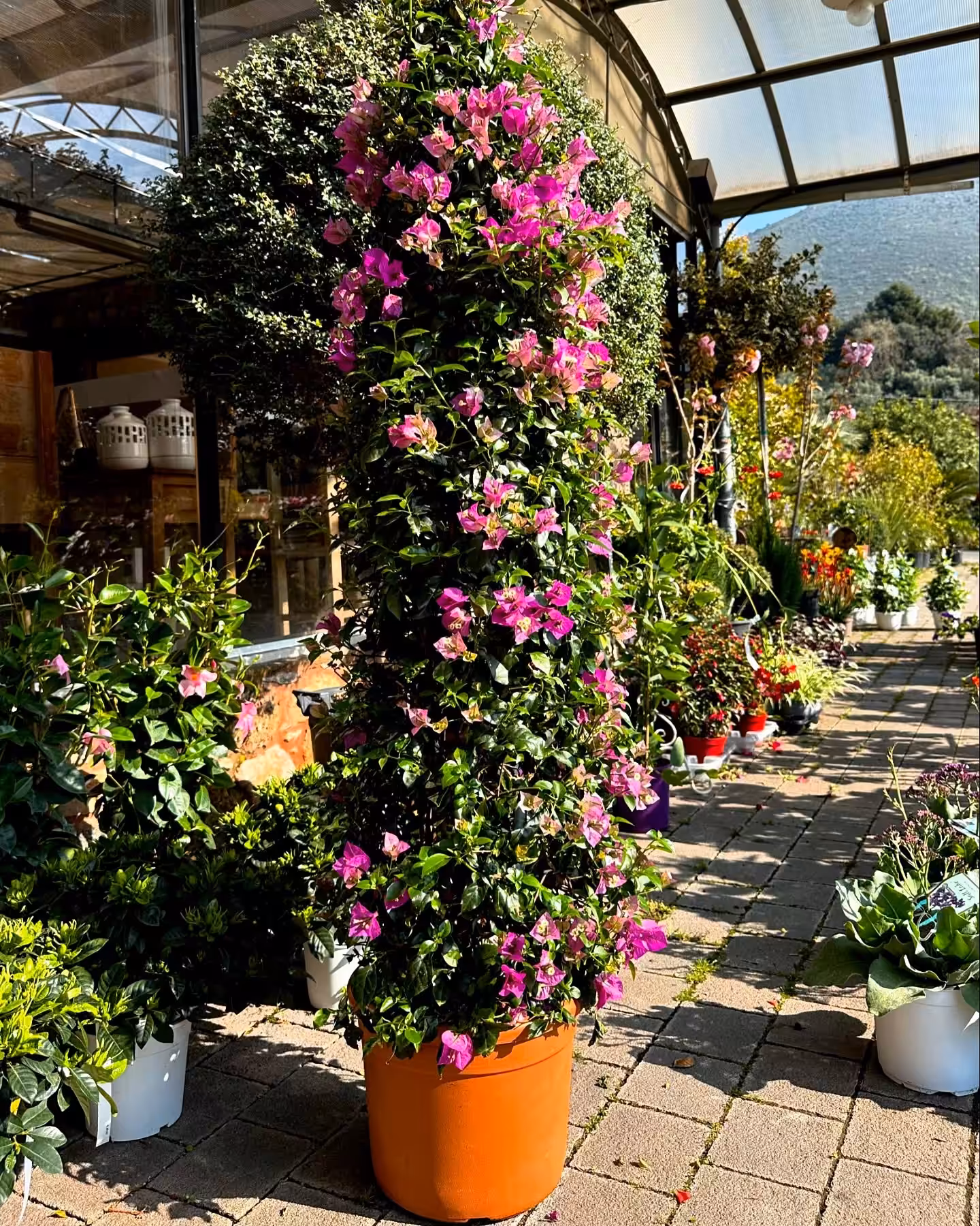 esterno con vasi e fiori